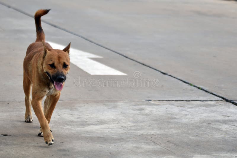 Hungriger Weg der streunenden Hunde allein lizenzfreies stockbild Hungriger Weg der streunenden Hunde allein lizenzfreies stockbild