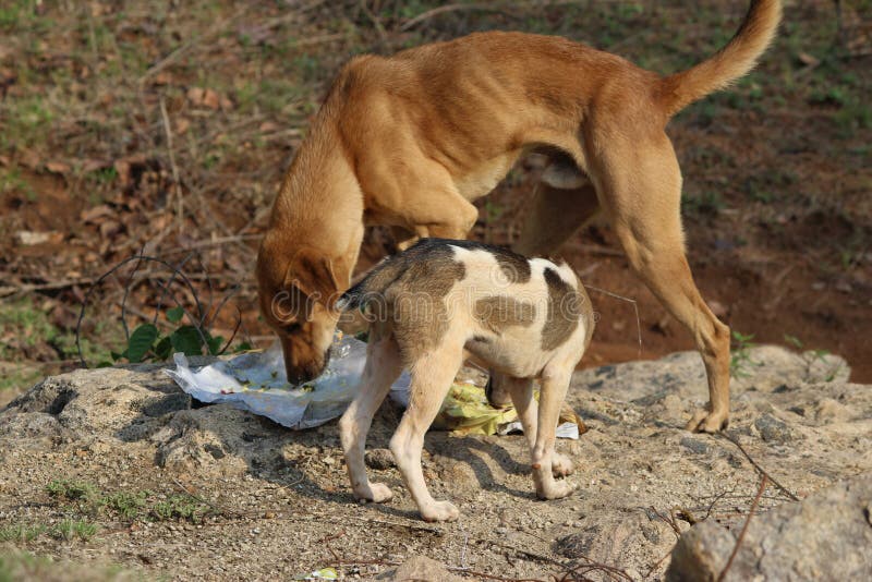 Hungriges Straße dog& x27; s stockfotos Hungriges Straße dog& x27; s stockfotos