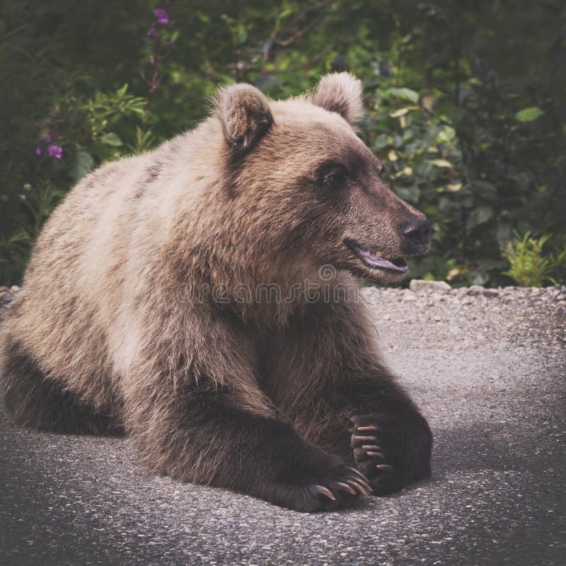 Hungry and angry wild Kamchatka brown bear lies and look away. Eurasia, Russian Far East, Kamchatka Peninsula. Brown vintage toned picture with Instagram stock photography Hungry and angry wild Kamchatka brown bear lies and look away. Eurasia, Russian Far East, Kamchatka Peninsula. Brown vintage toned picture with Instagram stock photography