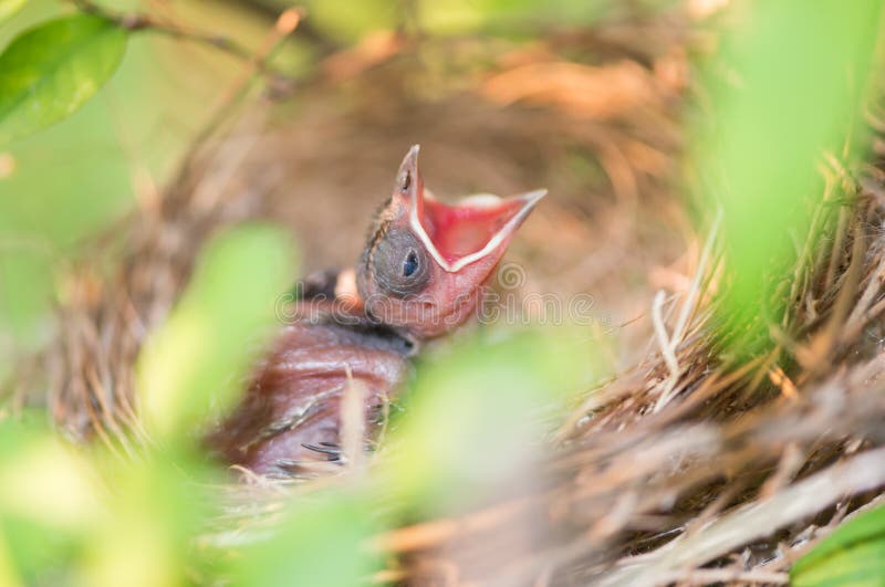 Hungry baby bird in a nest wanting the mother bird to come and f stock photo Hungry baby bird in a nest wanting the mother bird to come and f stock photo