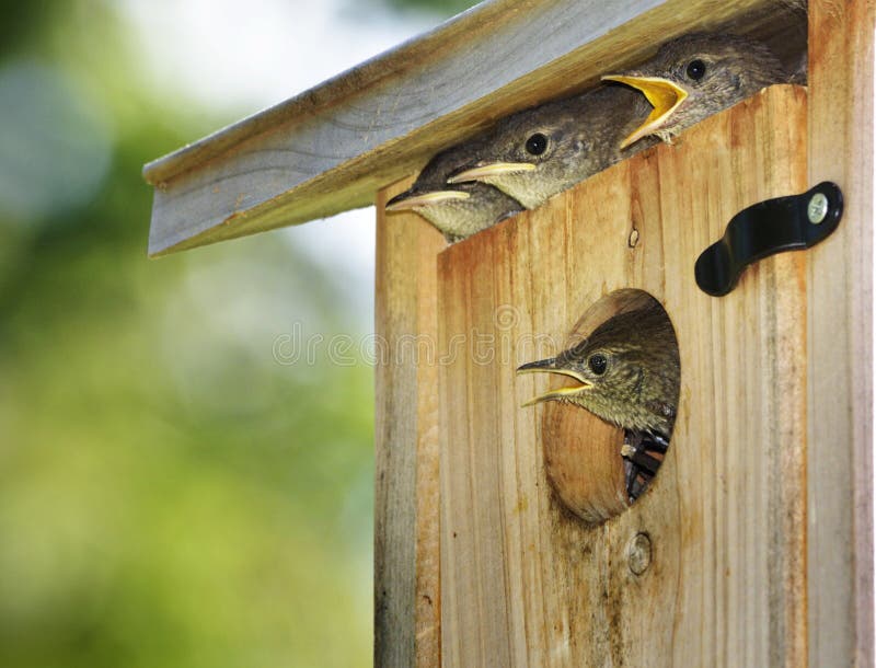 Hungry Baby Birds