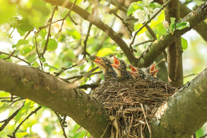 Hungry Baby Birds in a Nest in Spring in Sunlight Stock Image Image