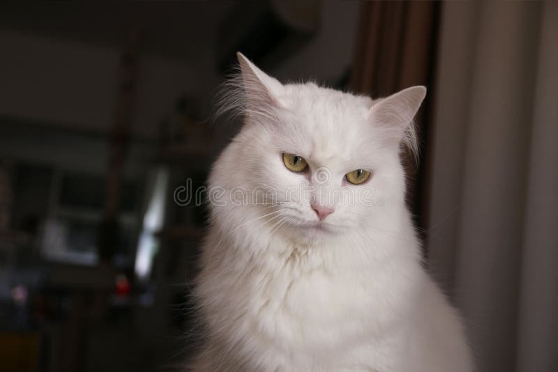 Hungry Bengal Cats in the Kitchen Stock Photo Image of wildcat, house 178419086