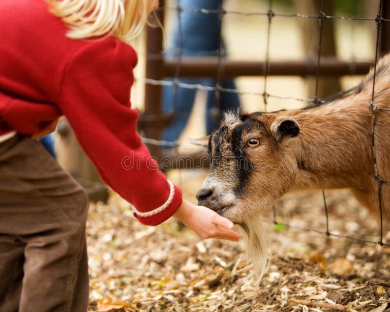 Bollitore da campo una capra mangiare fuori da le ragazze mano.