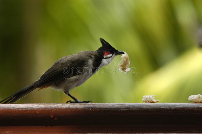 Hungry bird royalty free stock photo