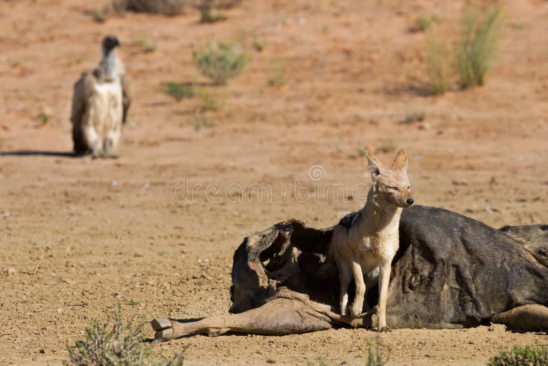 Hungry Black Backed Jackal Eating On A Hollow Carcass In The Des
