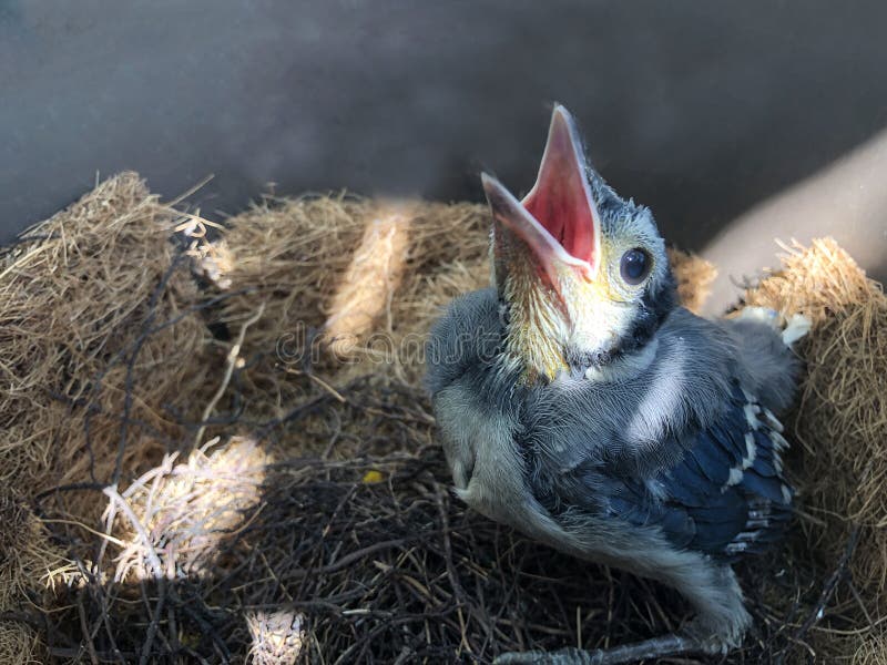 Hungry Baby Blue Jay Stock Photos - Free & Royalty-Free Stock