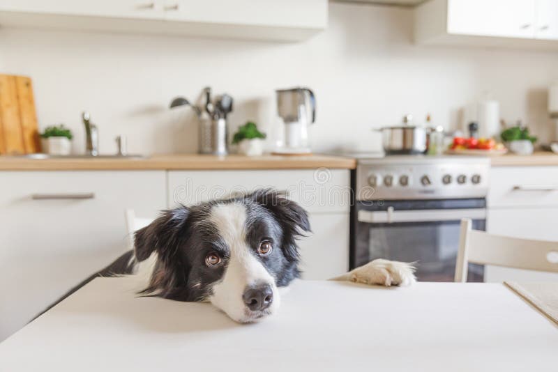 Hungry border collie dog sitting on table in modern kitchen looking with puppy eyes funny face waiting meal. Funny dog looking sad royalty free stock photo