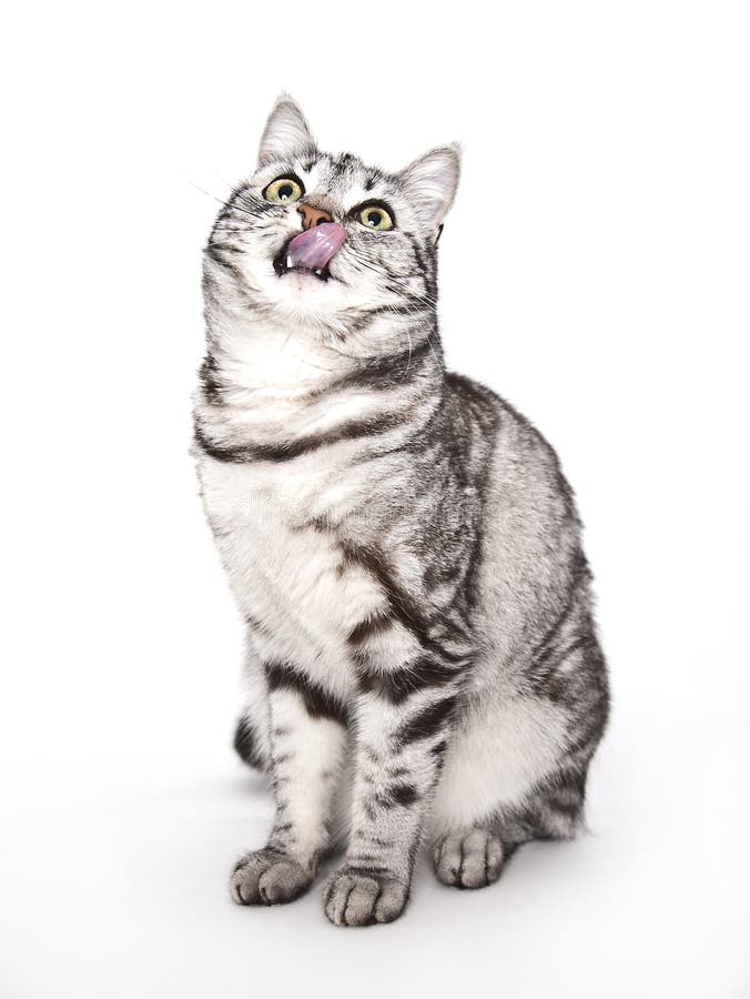Hungry cat royalty free stock photography Hungry cat royalty free stock photography