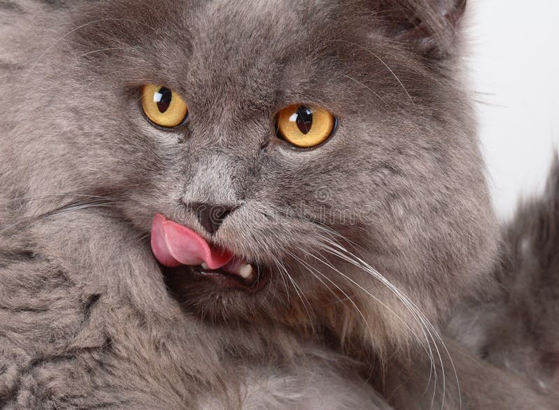  Hungry cat  stock photo Image of feline hairy food grey 