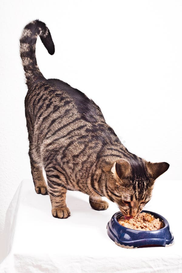 Bengal Cat and Tin Can, Wet Cat Food in Tin Can Stock Image Image of room, kitten 218837133