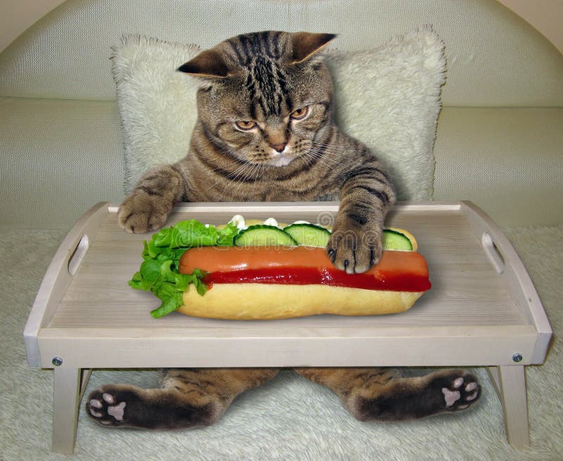 Cat Eats a Hot Dog on the Bed Stock Photo Image of american, tray