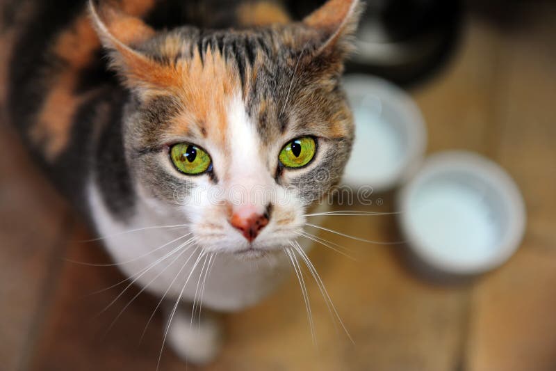  Hungry Cat  looking stock image Image of haired feline 