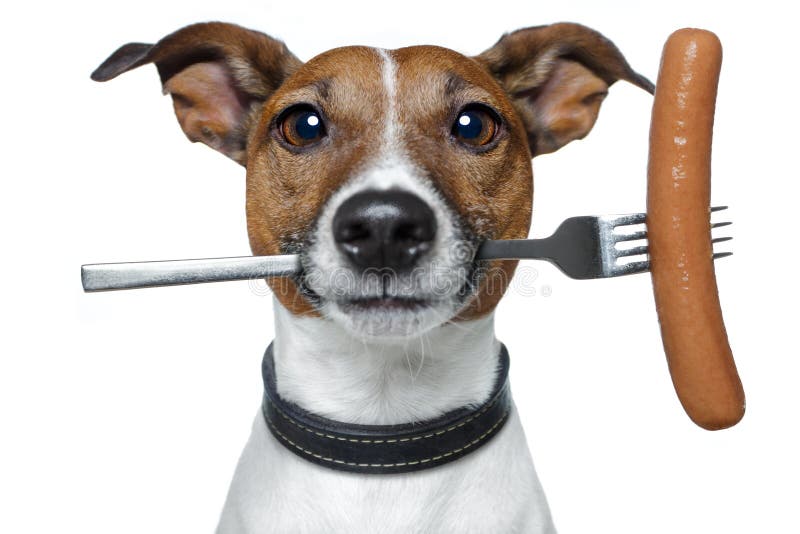 Hungry dog stock image. Image of canine, dish, funny 23638577