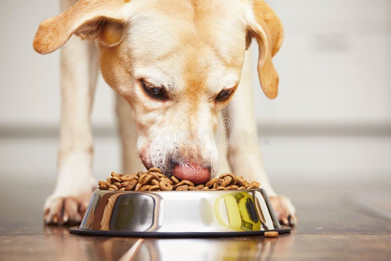 Hungry labrador retriever is feeding at home. Hungry labrador retriever is feeding at home.