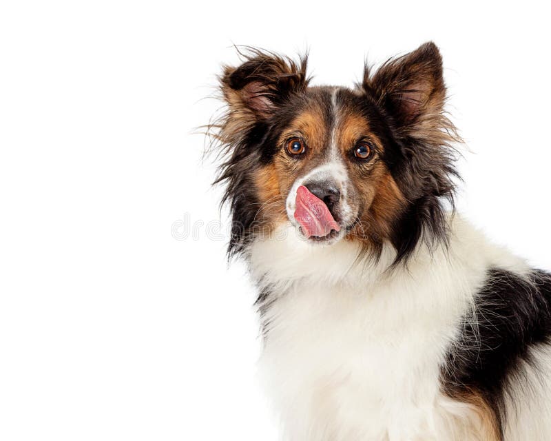 Hungry Dog Tongue Out Salivating Stock Photo Image Of Treat Salivate