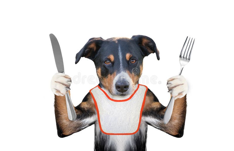 Hungry Dog Wants To Eat and Hold Knife and Fork Stock Image Image of
