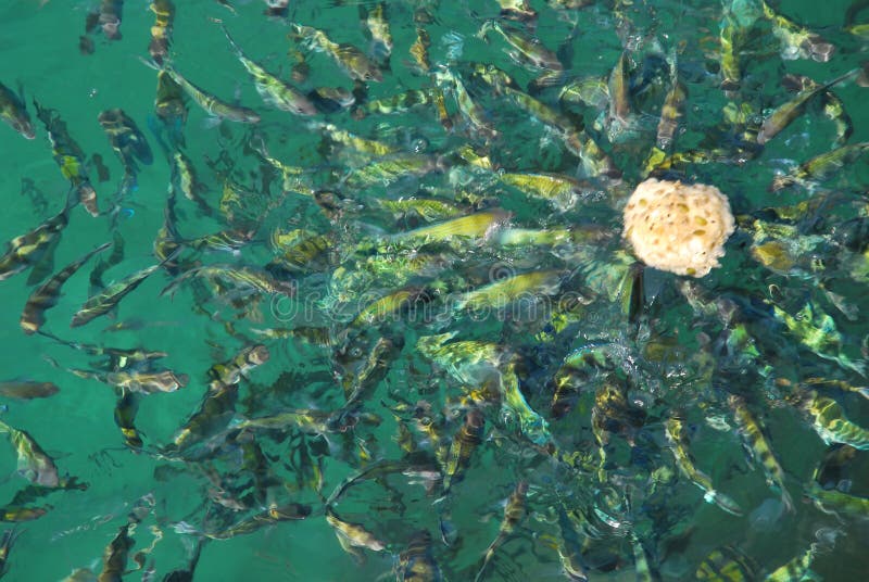 Hungry fish stock image