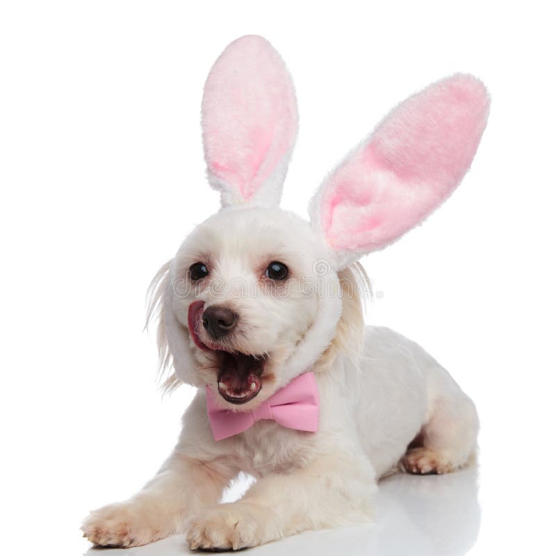 Hungry gentleman bichon with easter bunny ears looks to side while lying on white background and licking his nose