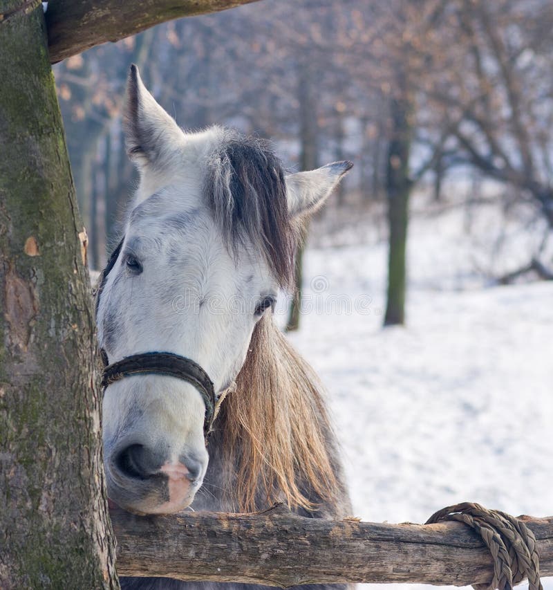 Hungry horse nibbles log stock photo. Image of crupper 23562700
