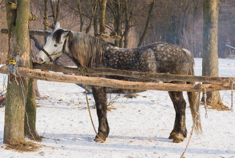 Hungry horse nibbles log stock photo. Image of cold, closeup 27117144