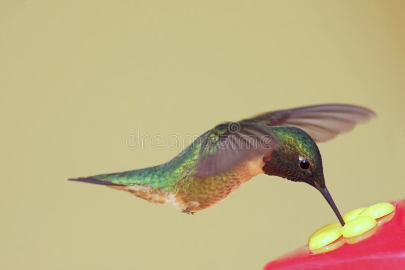 Hungry Hummingbird royalty free stock photography