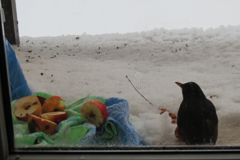 Hladný havran v studenej zime s jablkami na balkóne