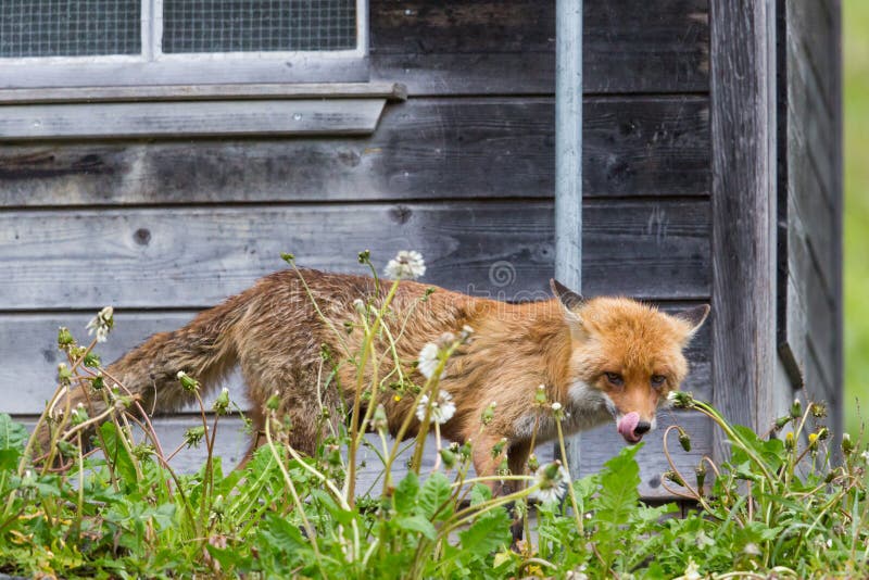 Hungry red fox vulpes vulpes standing before henhouse