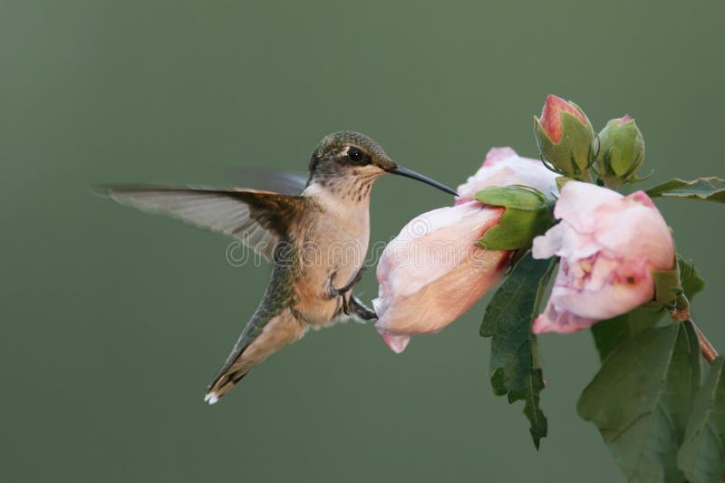 Hungry Ruby-throated Hummingbird stock images