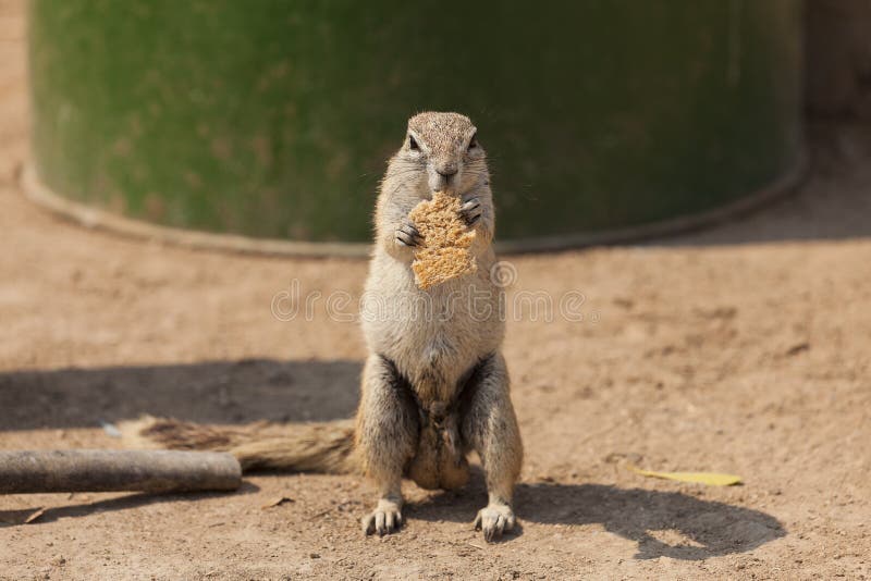 Hungry Squirrel 2 royalty free stock image