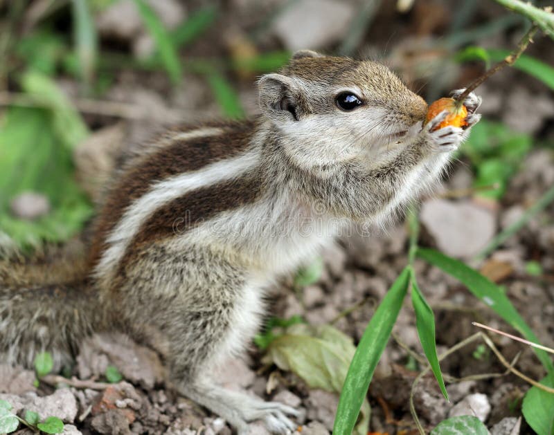 Hungry squirrel stock images