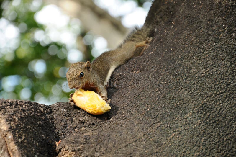 Hungry squirrel stock photography