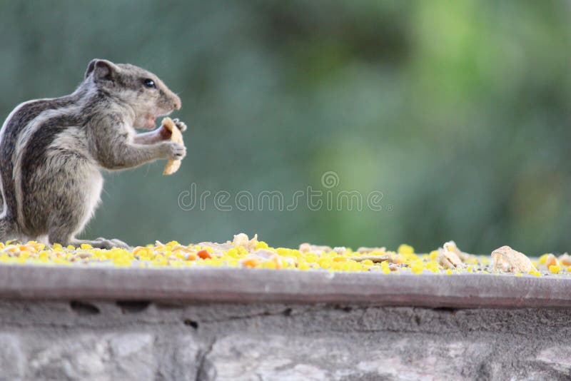 Hungry squirrel royalty free stock image