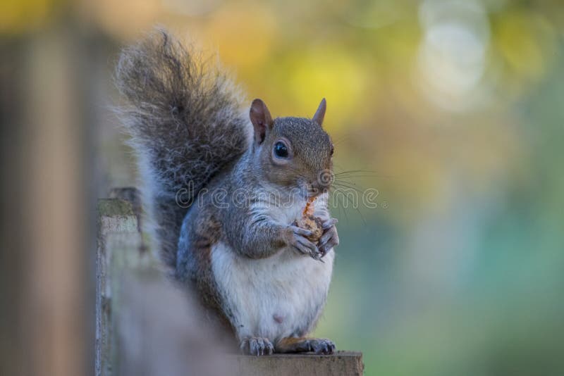 Hungry squirrel eating chestnut royalty free stock photo