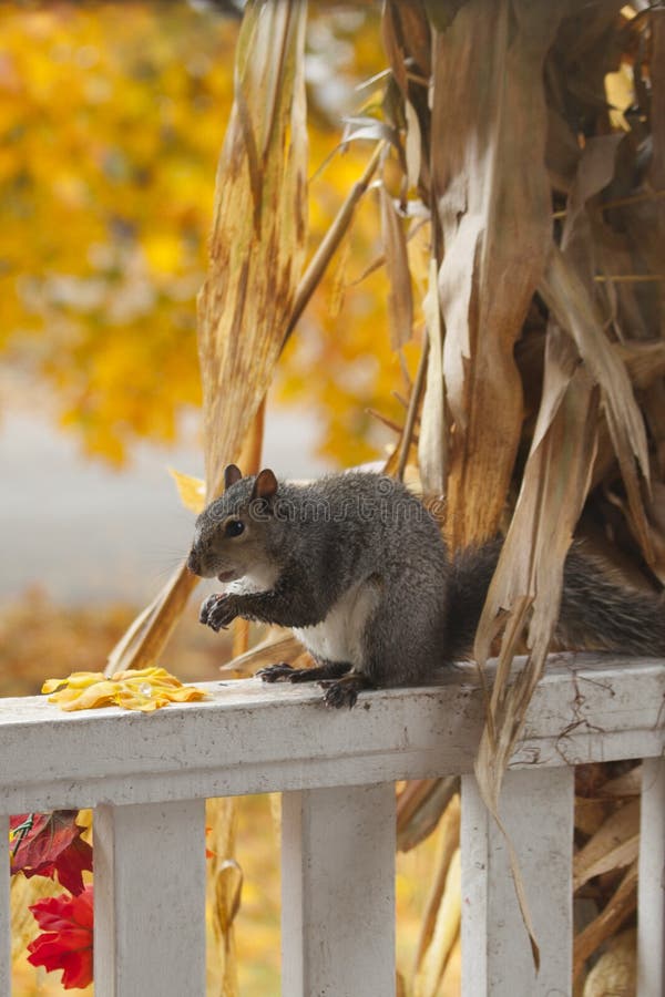 A hungry squirrel eating the corn from a decorative corn stalk. stock image