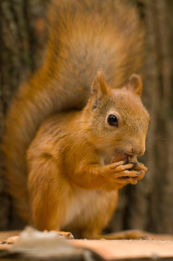 Hungry squirrel eating a nut royalty free stock photos