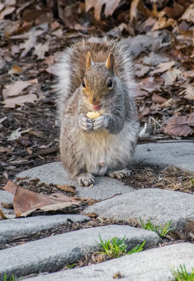 Hungry squirrel eating a snack stock images