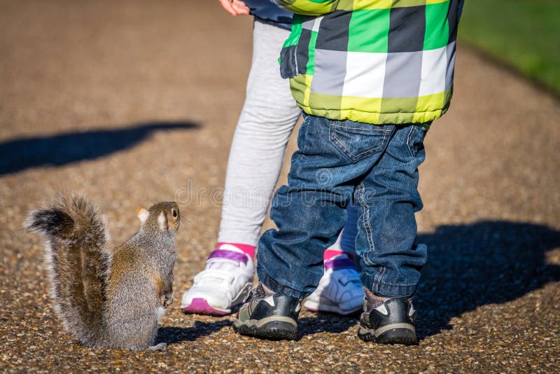 Hungry squirrel