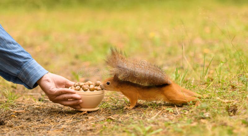 Hungry squirrel is sniffing a bowl of hazelnuts with its nose royalty free stock image
