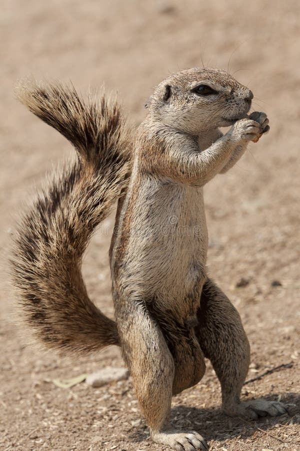 Hungry Squirrel vertical stock photos