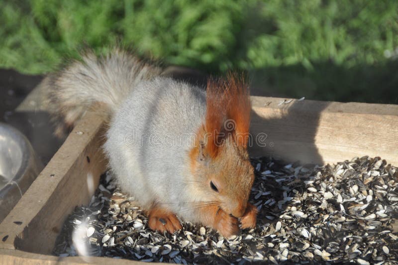 Hungry squirrel royalty free stock images
