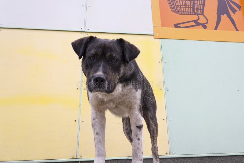 Hungry stray dog looks with hope stock photos Hungry stray dog looks with hope stock photos
