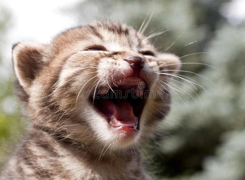Hungry tiger kitten crying royalty free stock photo Hungry tiger kitten crying royalty free stock photo