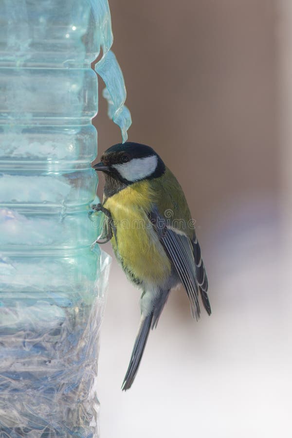 Hungry titmouse