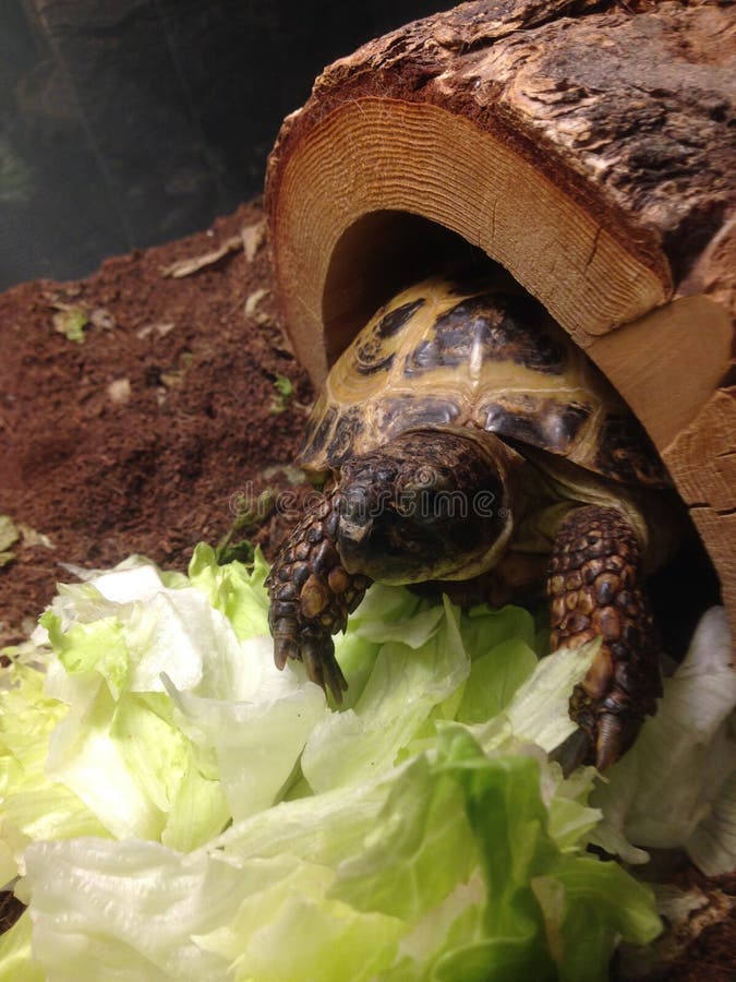 Turtle with lettuce stock photo. Image of lettuce, tortoise 18765564