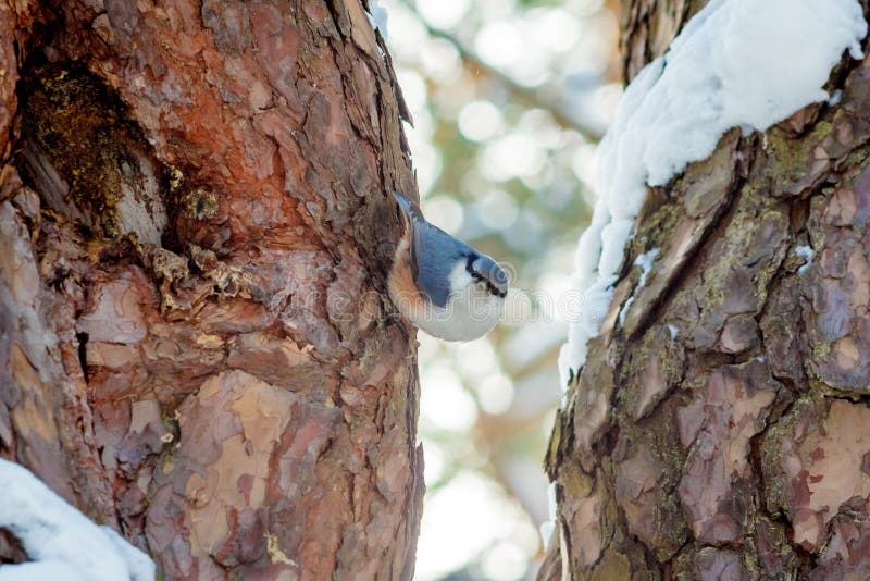Hungry wild bird nuthatch on a tree royalty free stock images Hungry wild bird nuthatch on a tree royalty free stock images