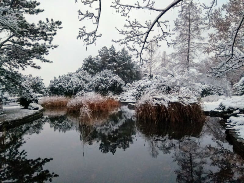 Photo was taken on the Margaret Island which is in the middle of the Danube in central Budapest, Hungary about a small Japanese Garden with a mildly thermal fish pond. Photo was taken on the Margaret Island which is in the middle of the Danube in central Budapest, Hungary about a small Japanese Garden with a mildly thermal fish pond