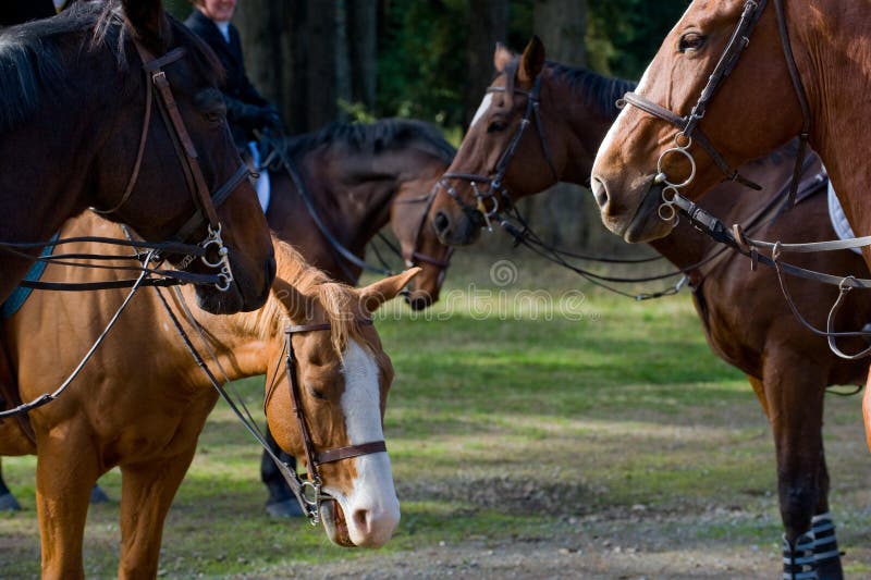 Hunt horses stock photo. Image of group, domestic, reins 6723280