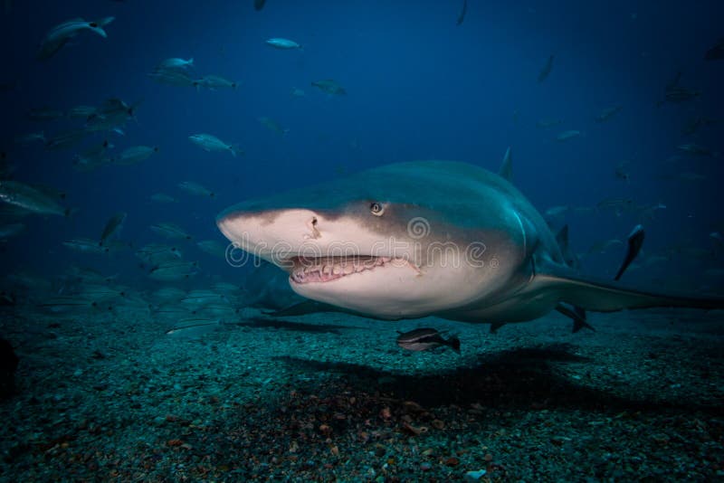 Lemon Shark Hunt Stock Photos Free & RoyaltyFree Stock Photos from Dreamstime