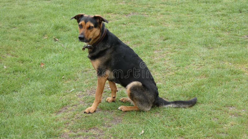 Huntaway bei der Arbeit ?ber Fr?hlings-Morgen lizenzfreies stockfoto Huntaway bei der Arbeit ?ber Fr?hlings-Morgen lizenzfreies stockfoto